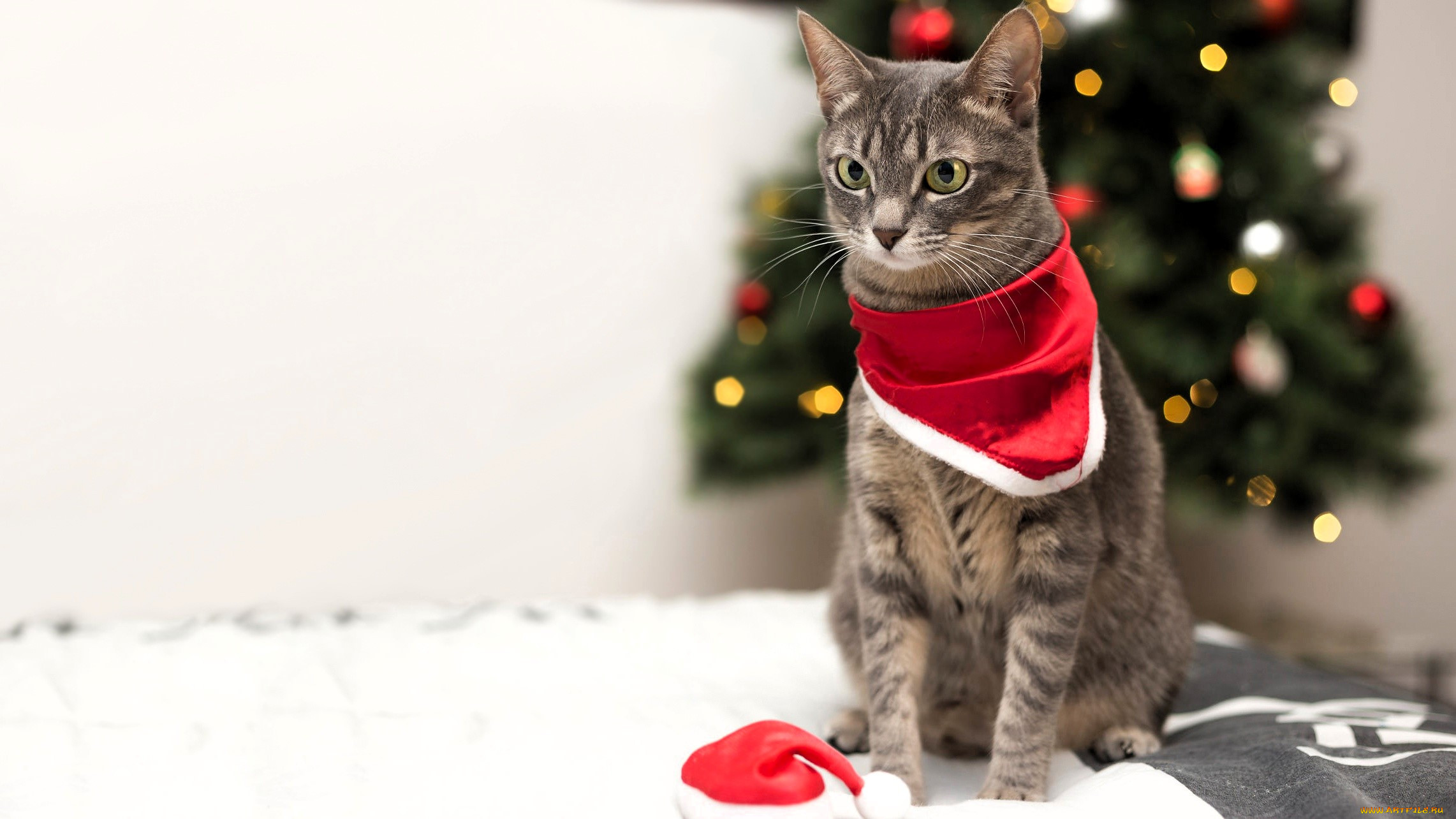 ��������, ����, �����, ��������, �����, ����, �����, ���, �������